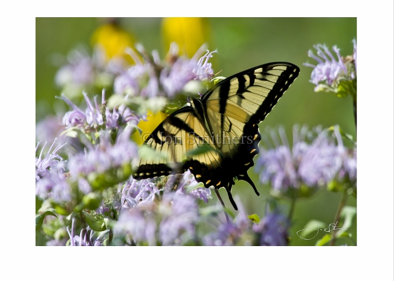 080608_1197 Yellow Swallowtail Butterfly.jpg